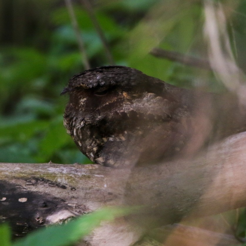 lelek křiklavý - ML570837121