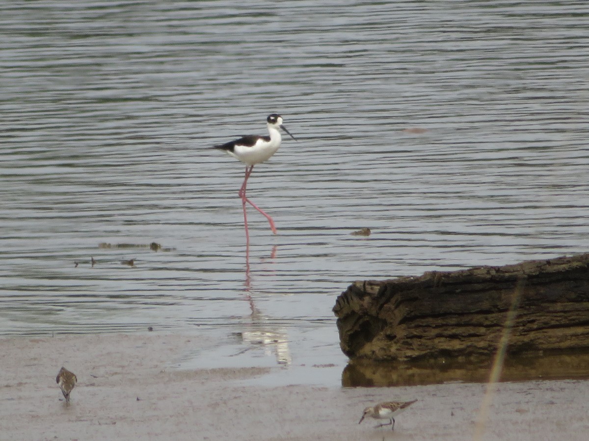 Black-necked Stilt - ML570837141