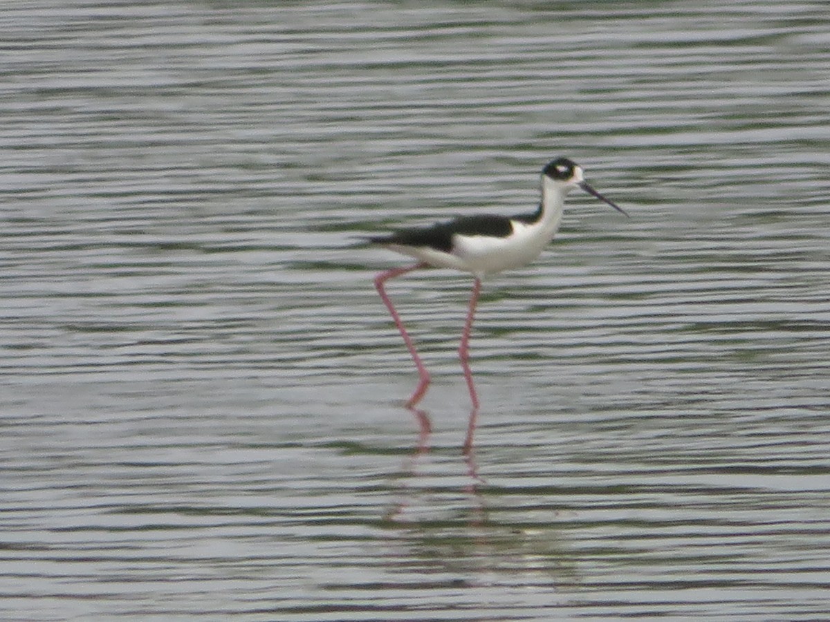 Black-necked Stilt - ML570837151