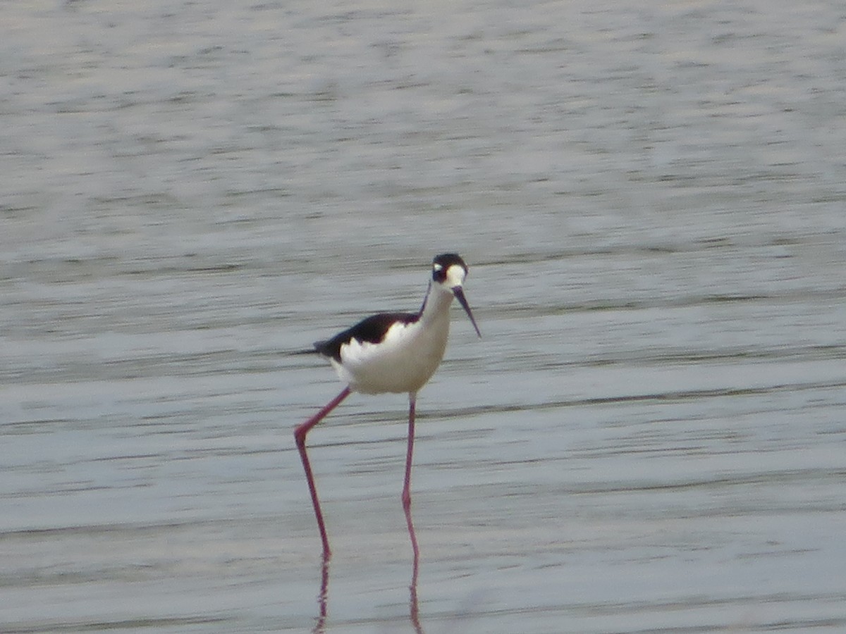 Black-necked Stilt - ML570837161