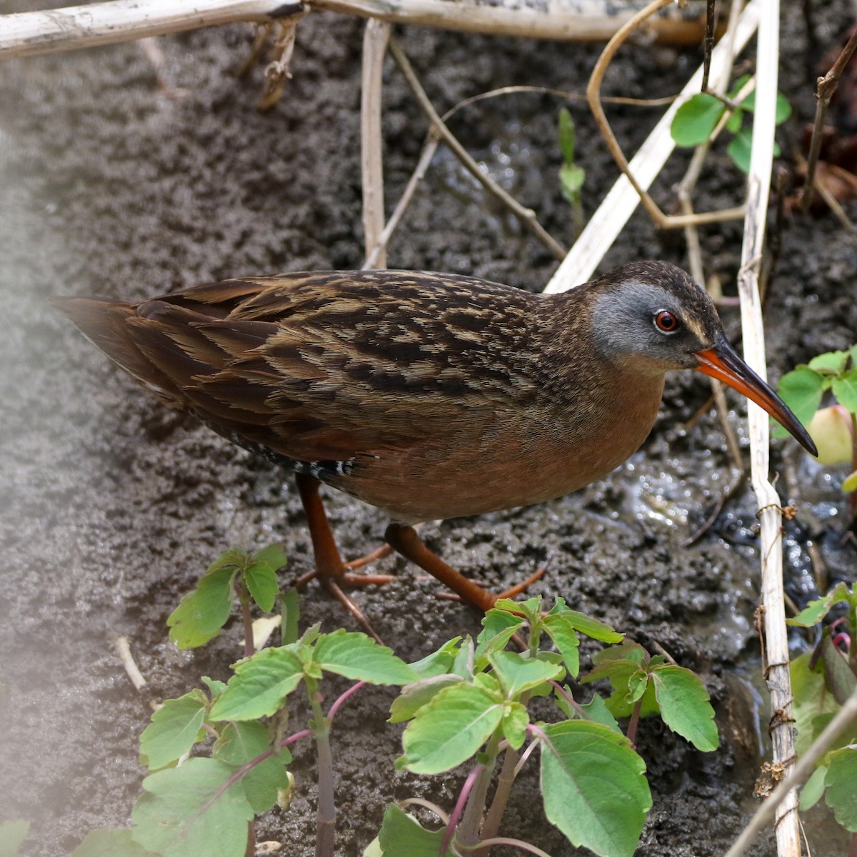 chřástal virginský - ML570837301