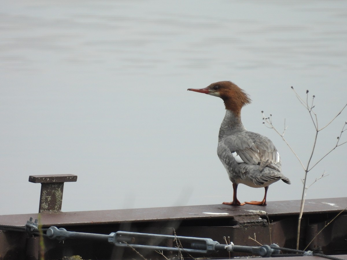 Common Merganser - ML570837661
