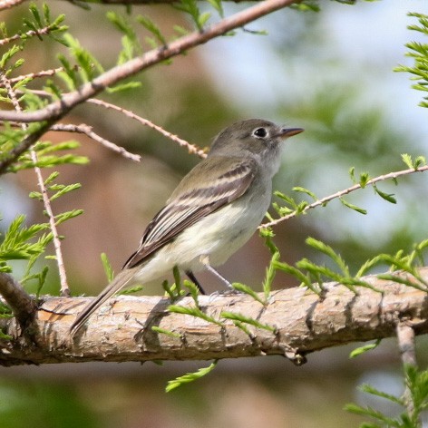 tyranovec malinký - ML570837671