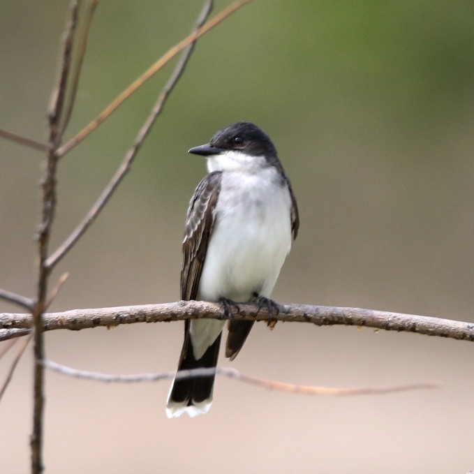 tyran obecný - ML570837731