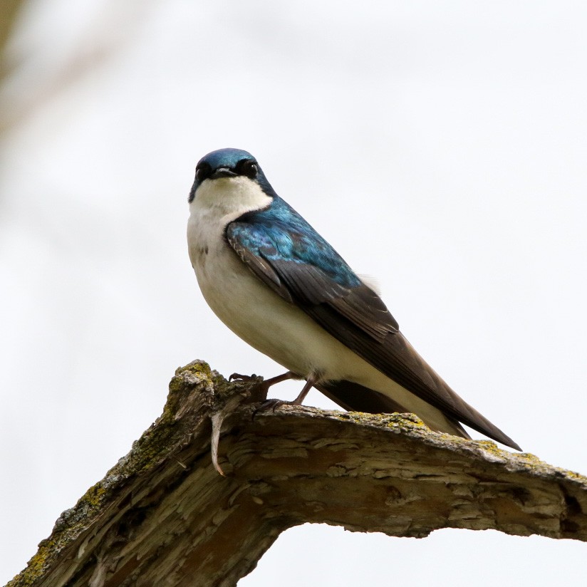 vlaštovka stromová - ML570837781