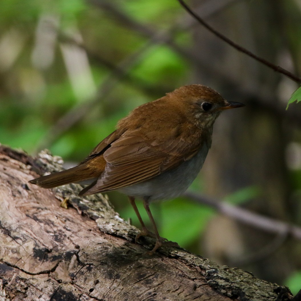 drozd hnědavý - ML570837871