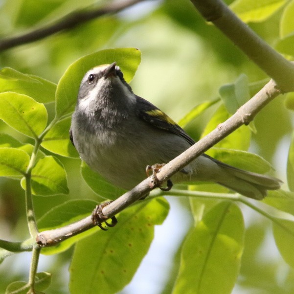 lesňáček zlatokřídlý - ML570838231