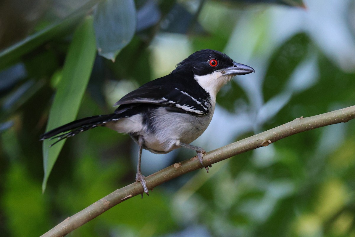 Great Antshrike - ML570838271