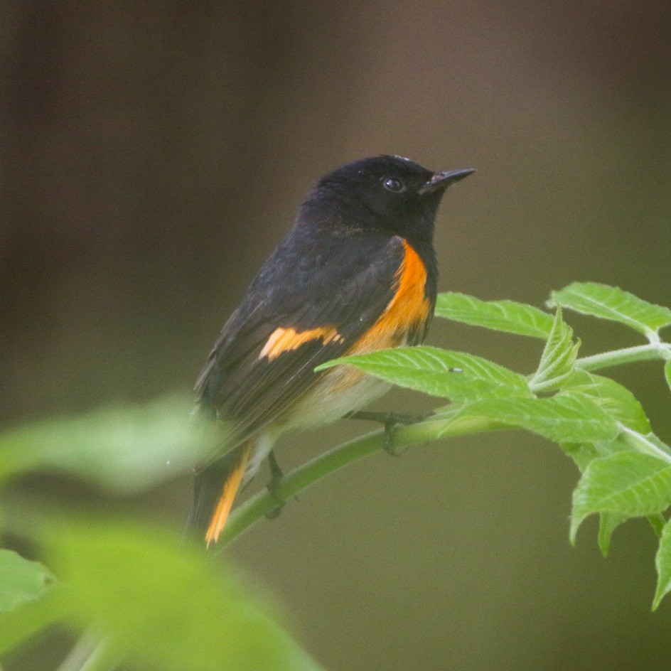 lesňáček lejsčí - ML570838371