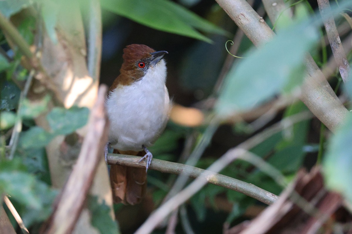 Great Antshrike - ML570838381