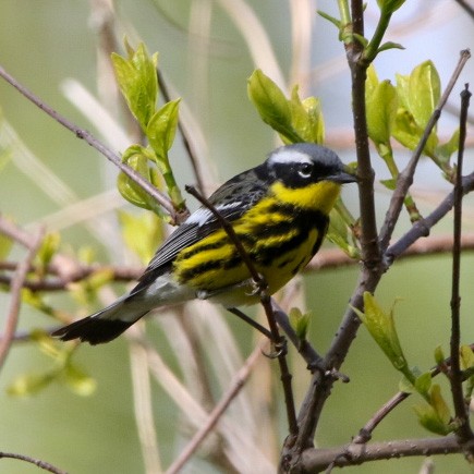 lesňáček tajgový - ML570838411