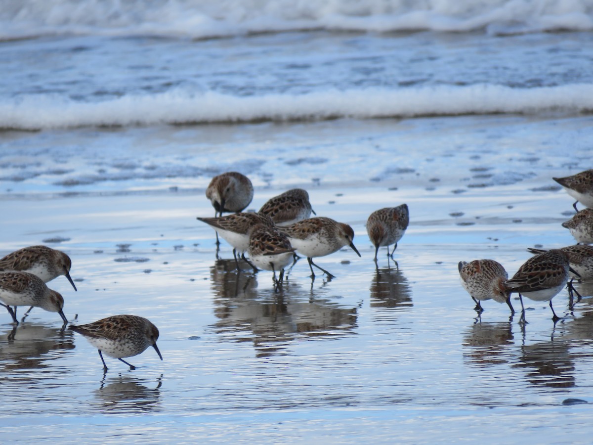 Western Sandpiper - ML57083861