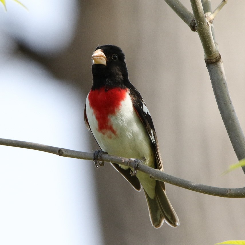 dlaskovec růžovoprsý - ML570838651