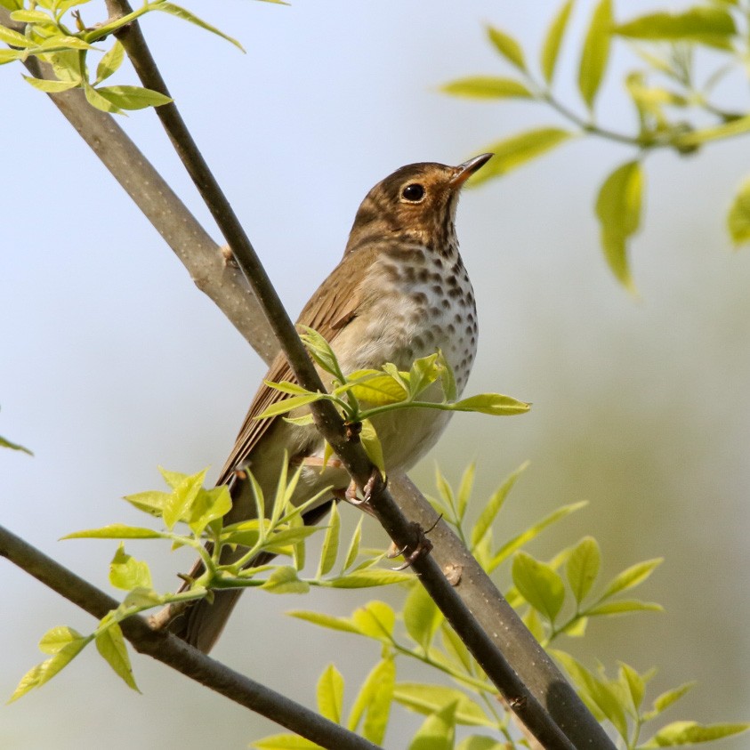 drozd západní - ML570838711