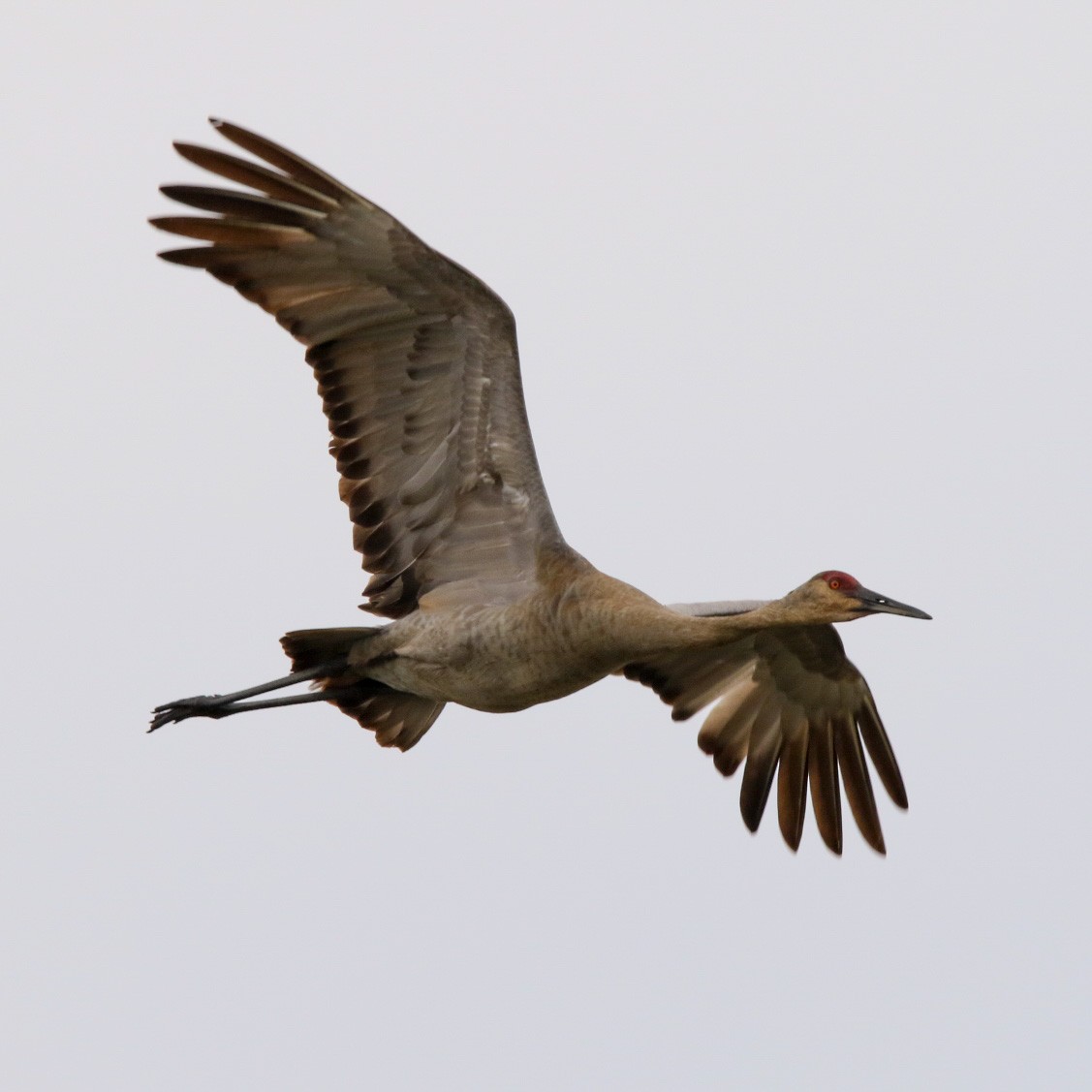 jeřáb kanadský - ML570839011