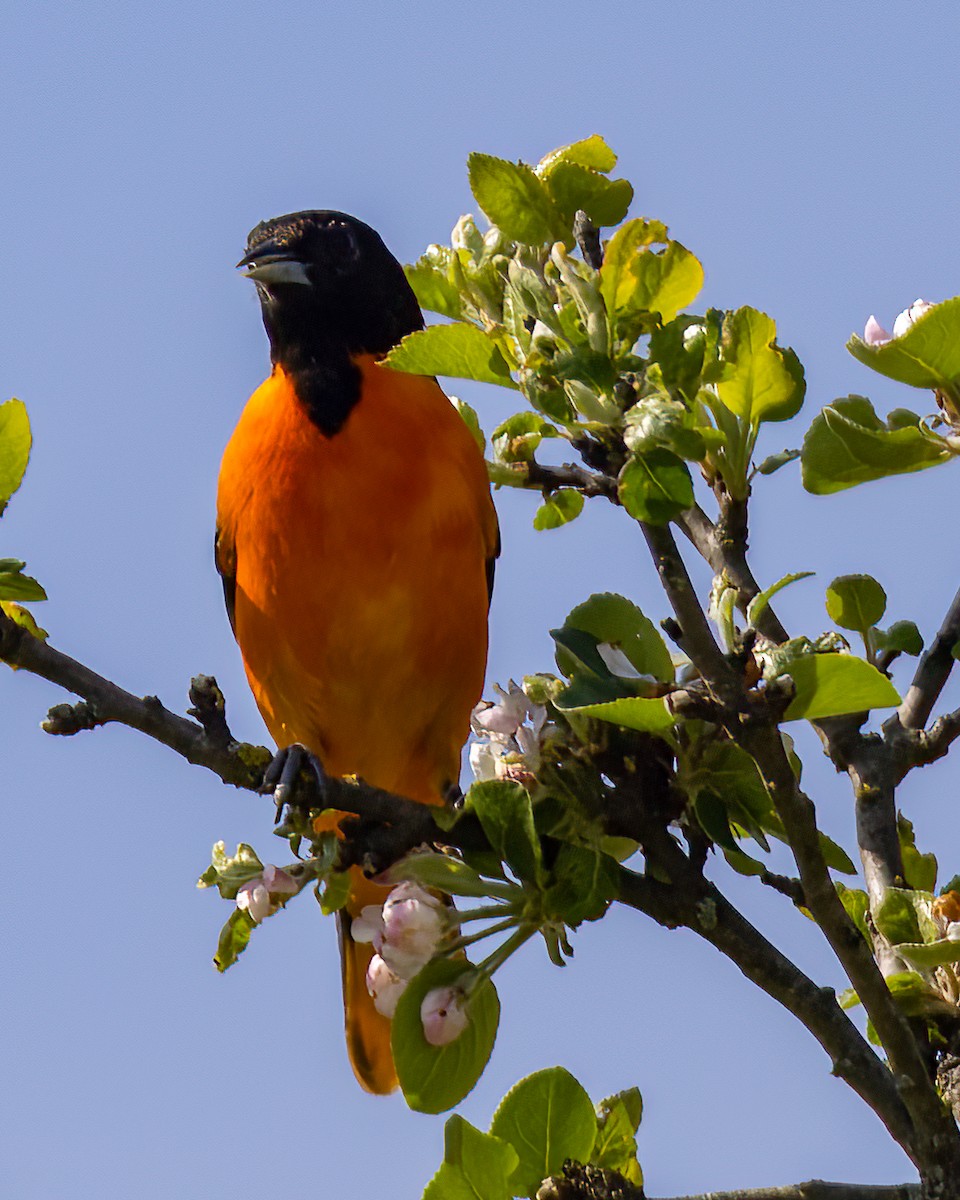 Baltimore Oriole - ML570839121