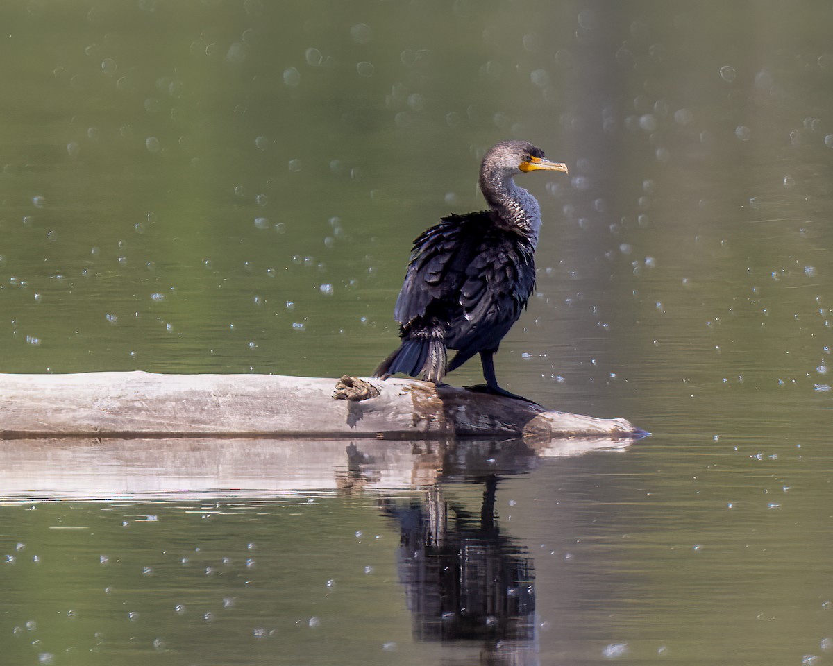 Double-crested Cormorant - Kelly White