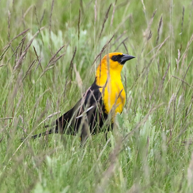 vlhovec žlutohlavý - ML570839651