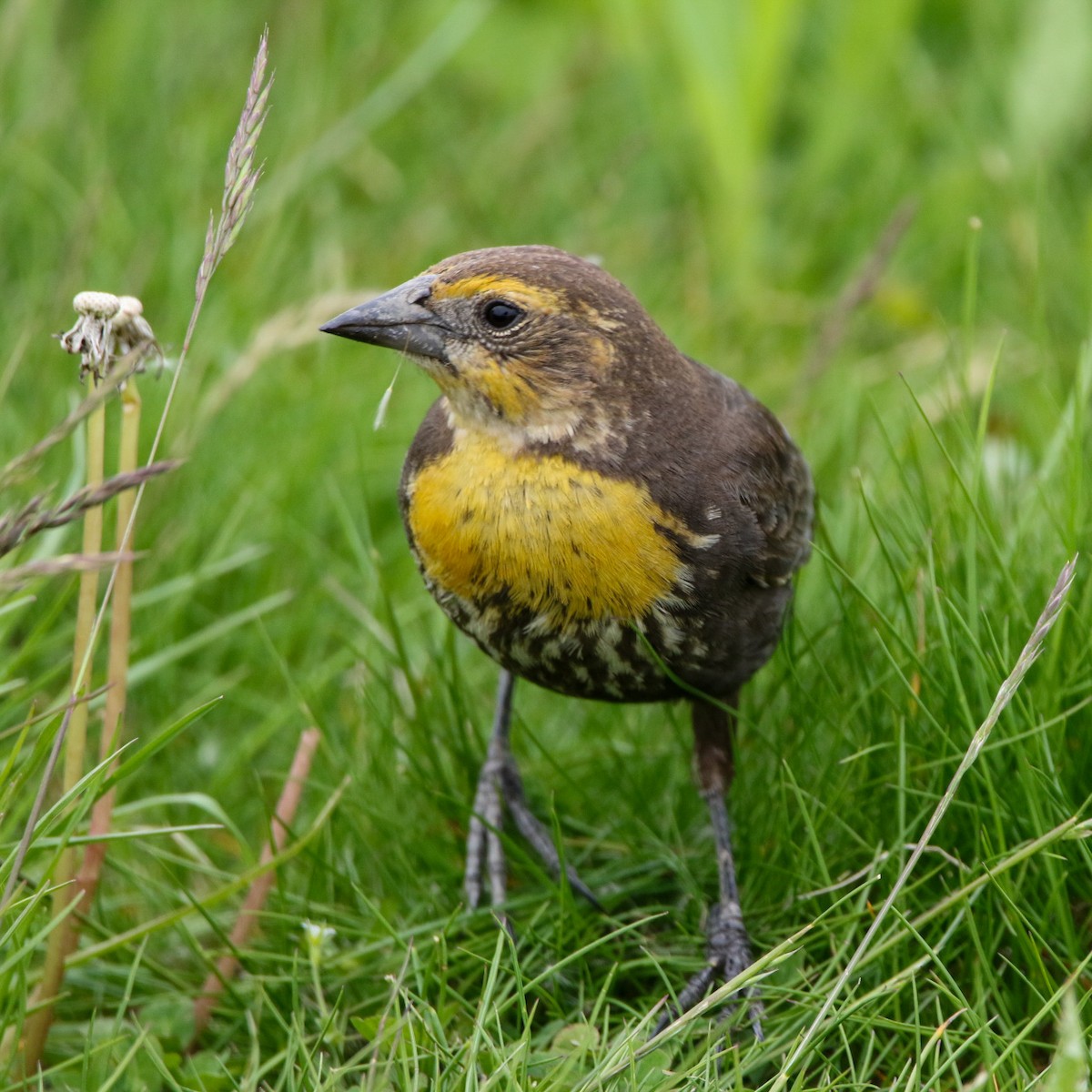 vlhovec žlutohlavý - ML570839661