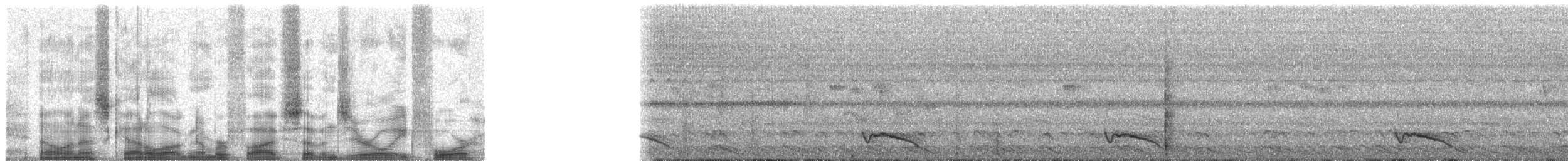 Ecuadornachtschwalbe - ML57084