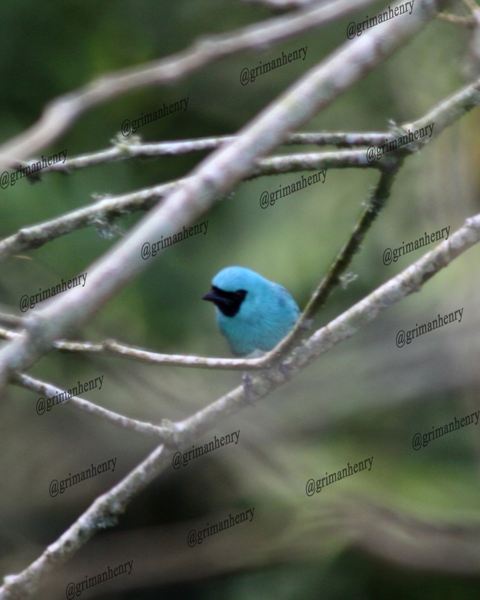 Swallow Tanager - ML570840941
