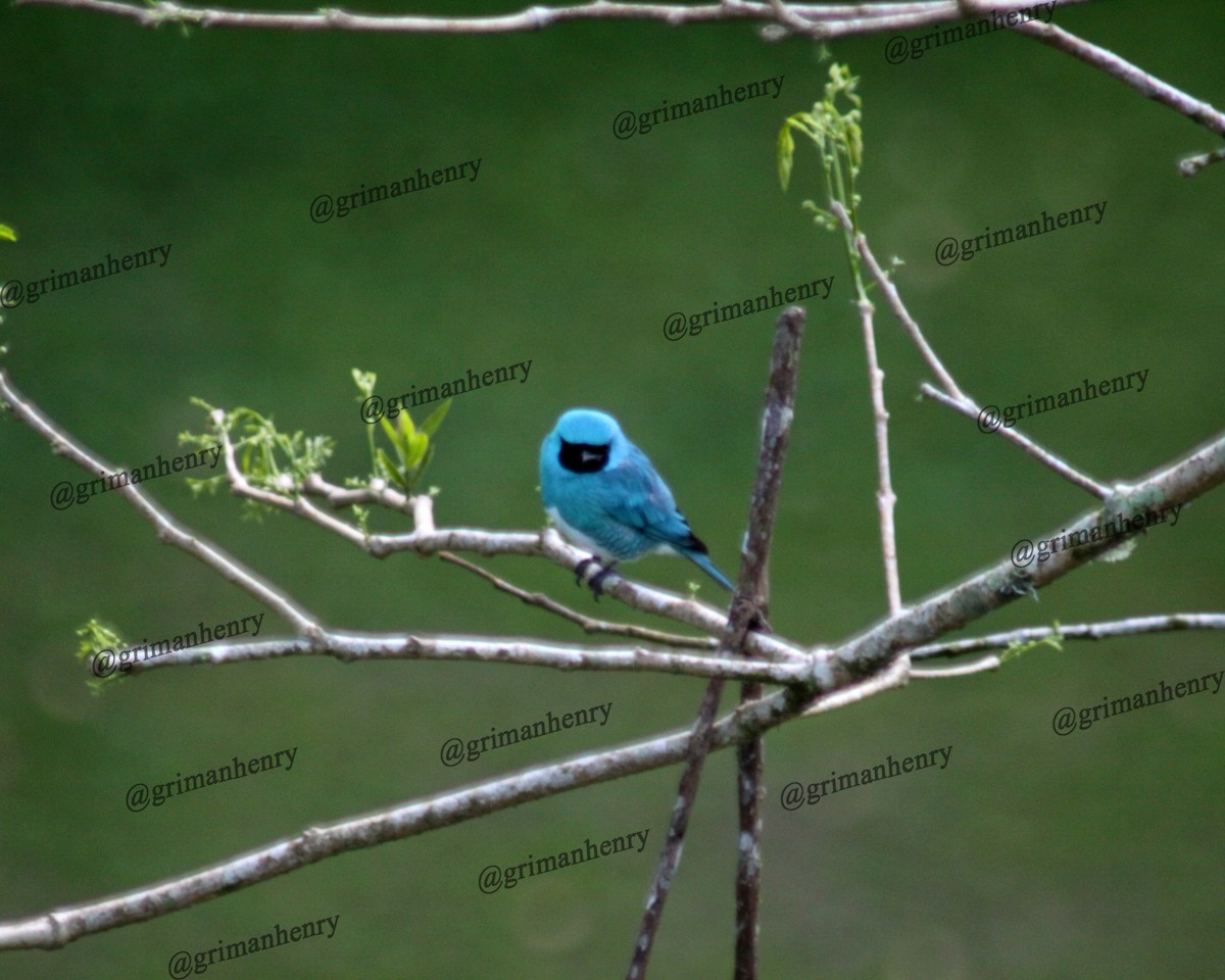 Swallow Tanager - ML570840951