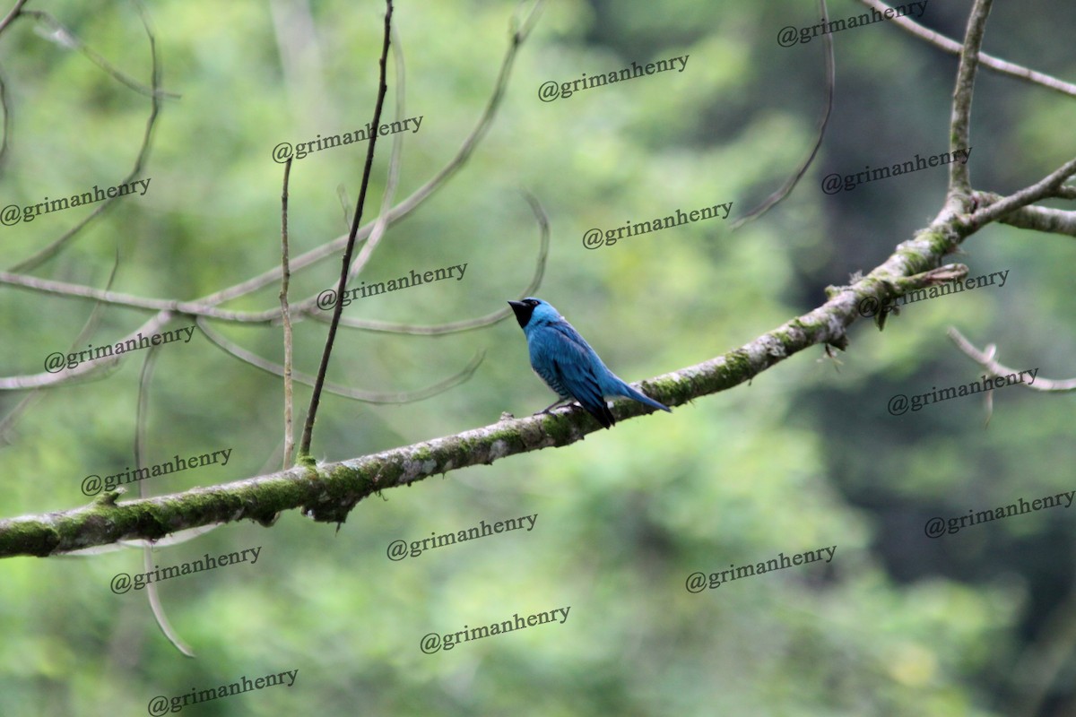 Swallow Tanager - ML570840971