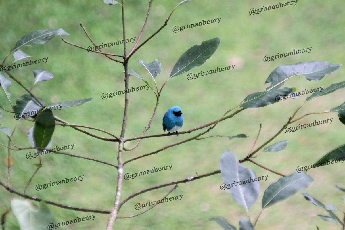 Swallow Tanager - ML570840981