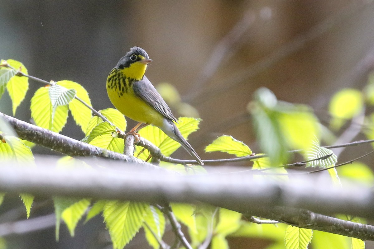 Canada Warbler - ML570842011