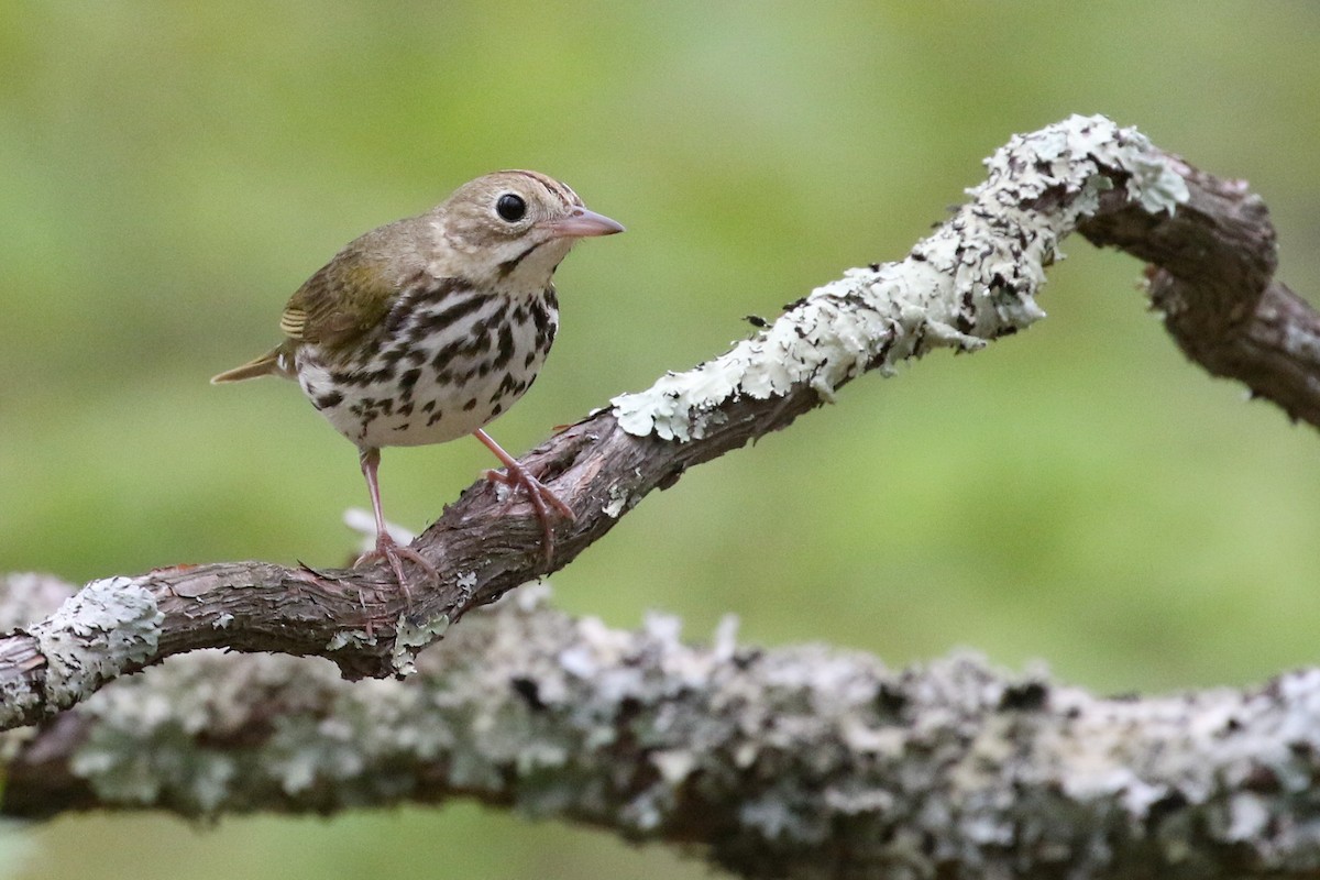 Ovenbird - Baxter Beamer