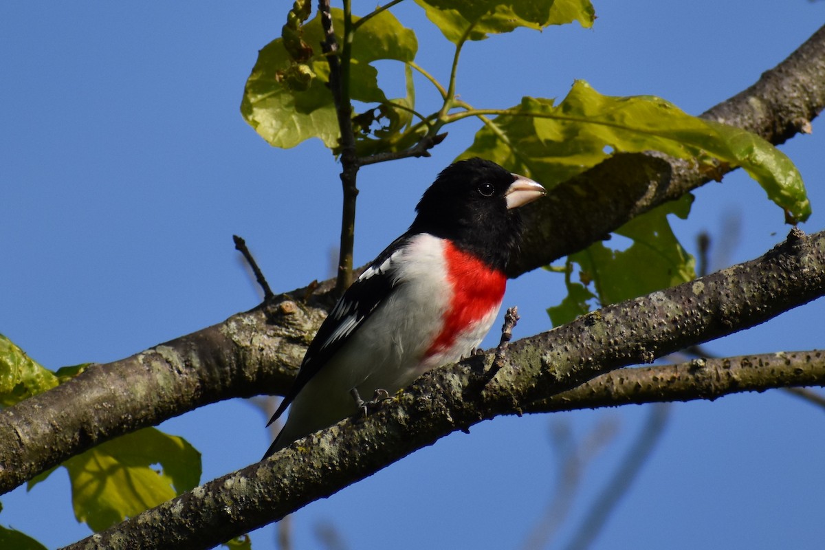 Rose-breasted Grosbeak - ML570842731