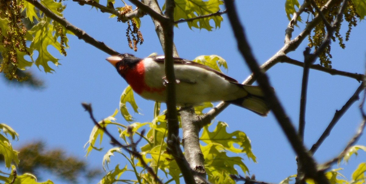 Rose-breasted Grosbeak - ML570842771