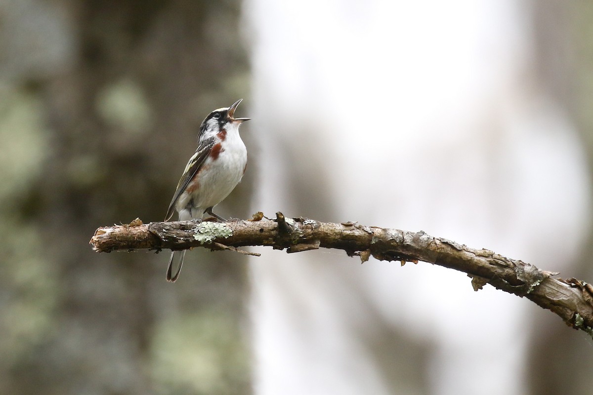 Chestnut-sided Warbler - Baxter Beamer