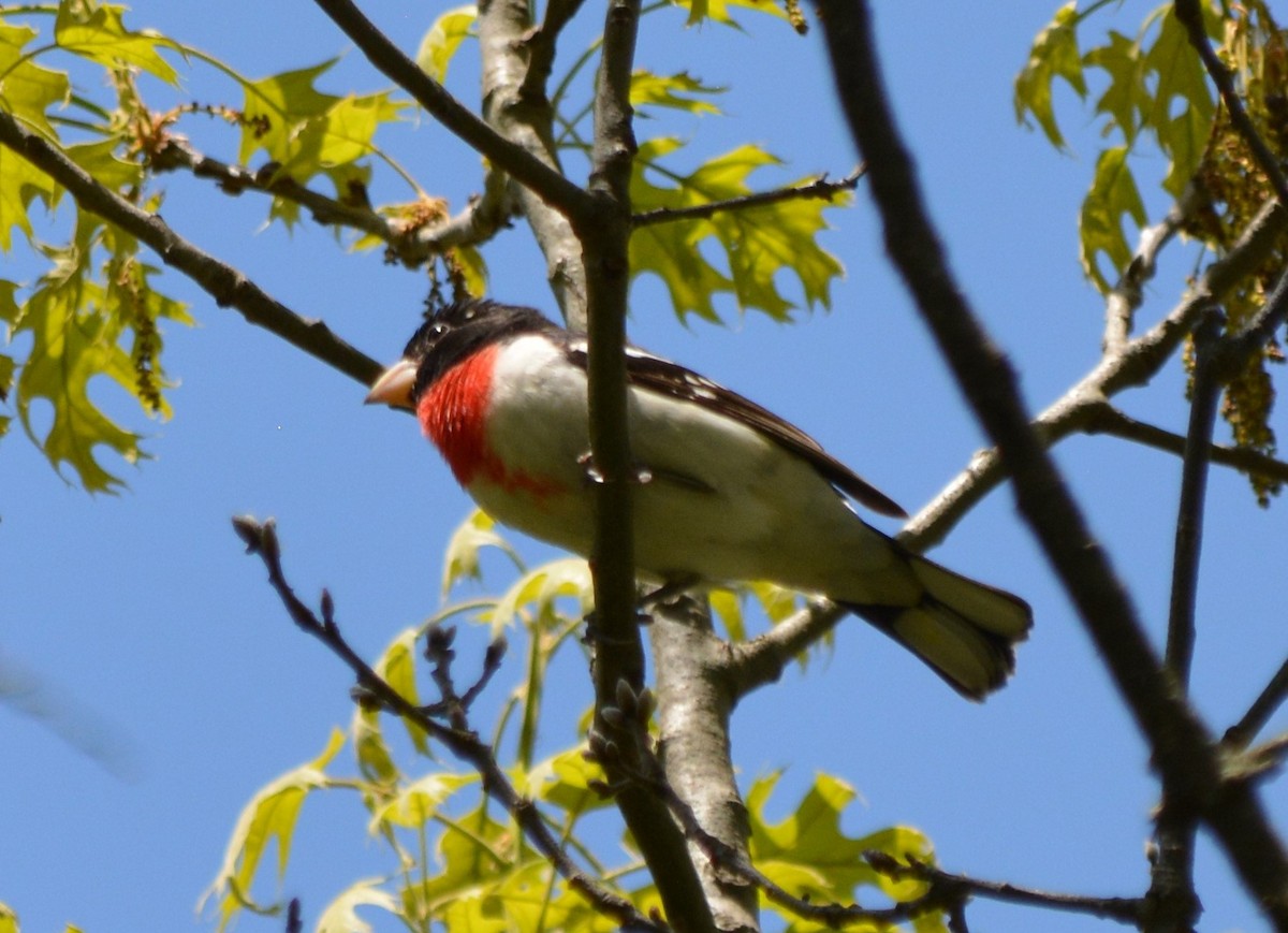 Rose-breasted Grosbeak - ML570842981