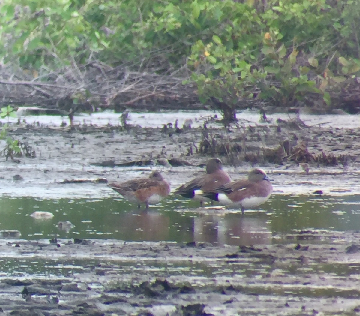 American Wigeon - ML57084321