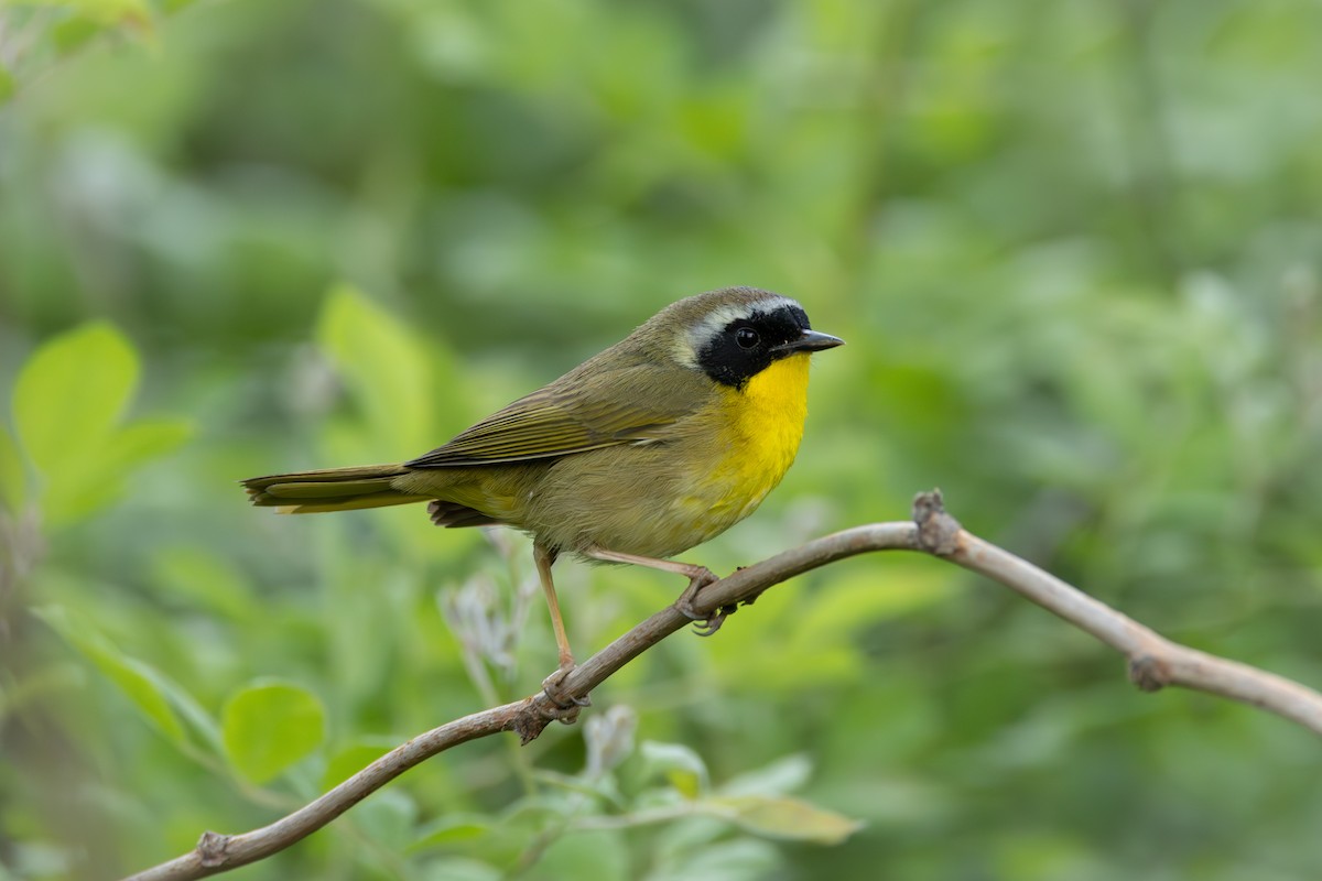 Common Yellowthroat - MI YU