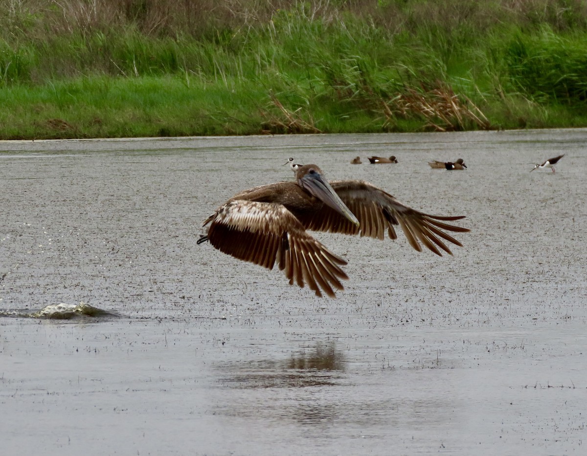 Brown Pelican - ML570844611