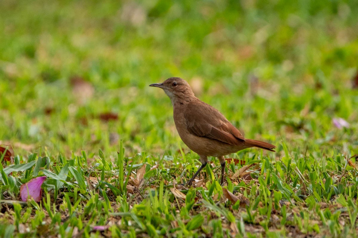 Rufous Hornero - Felipe Penedo