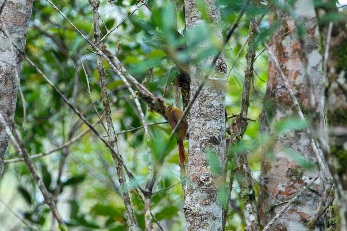 Olivaceous Woodcreeper - ML570845221