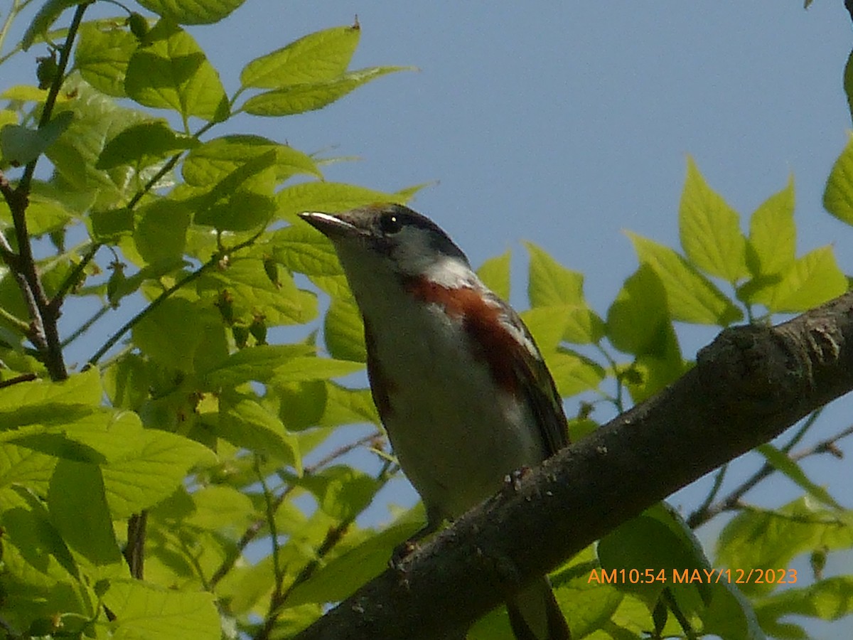 Chestnut-sided Warbler - ML570846861