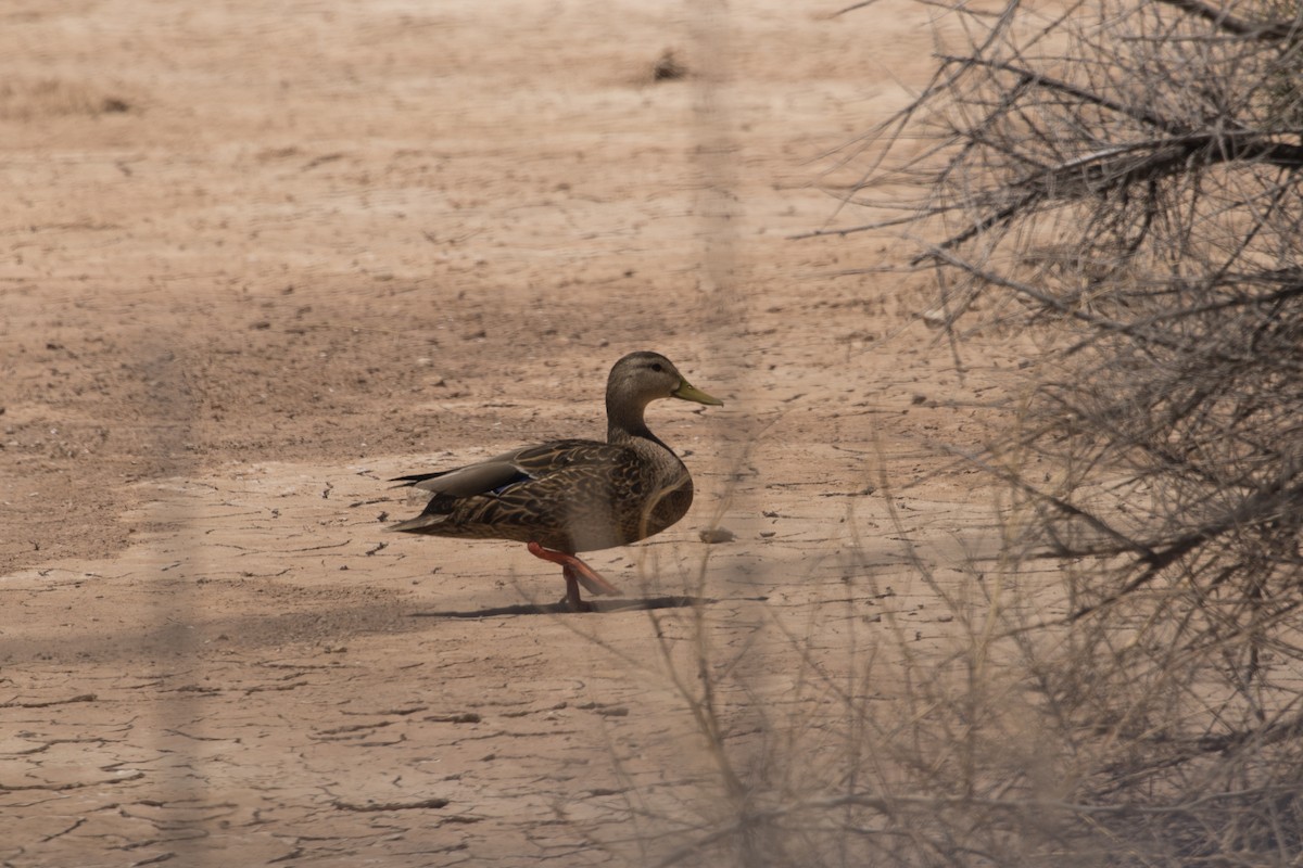 Mexican Duck - ML570846941