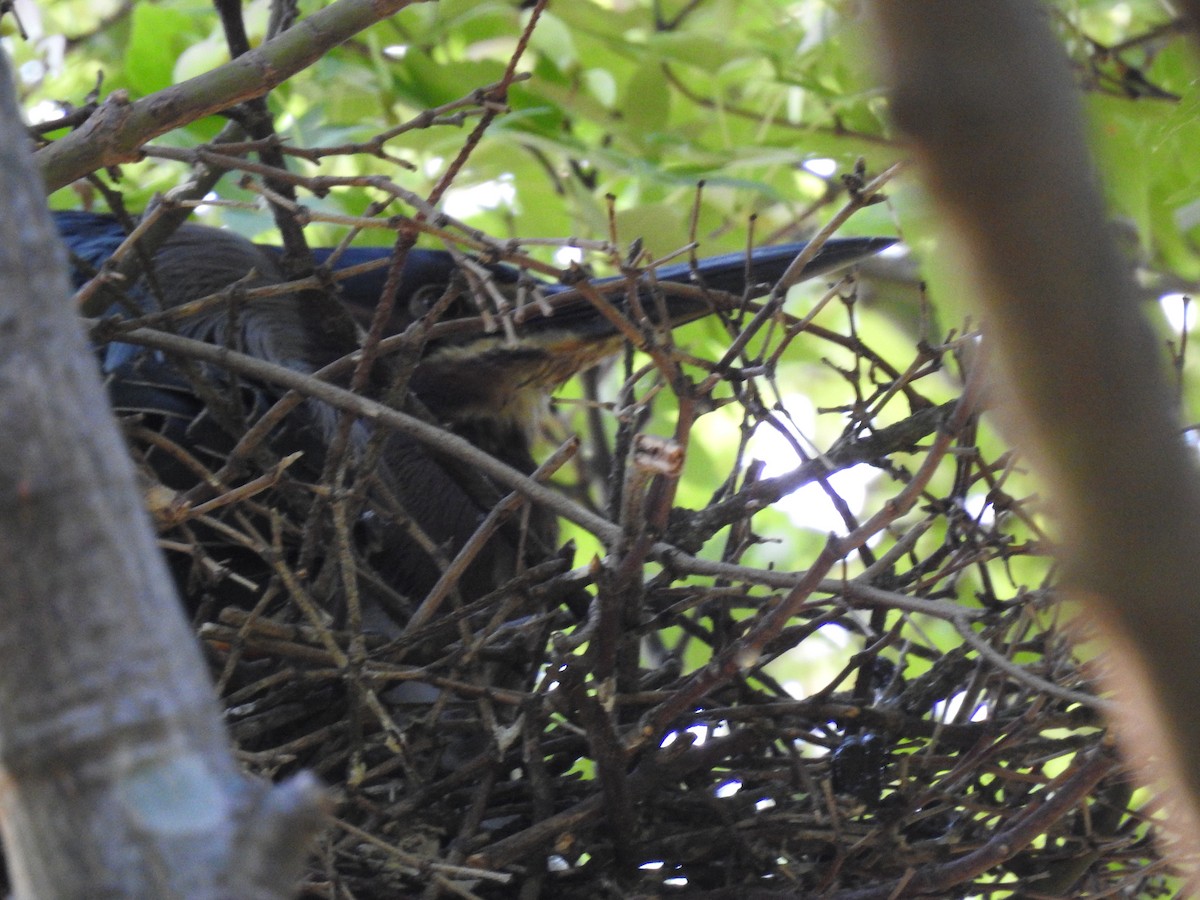 Green Heron - ML570847371