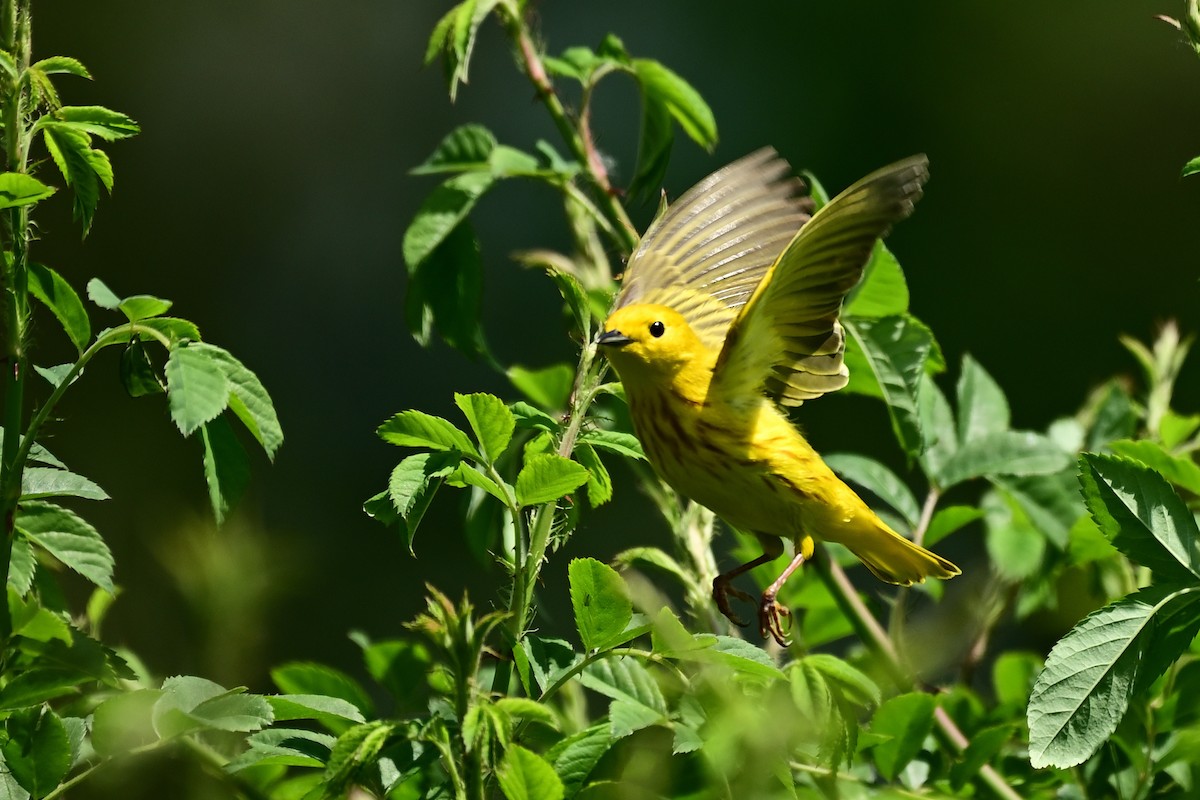 Yellow Warbler - ML570848581