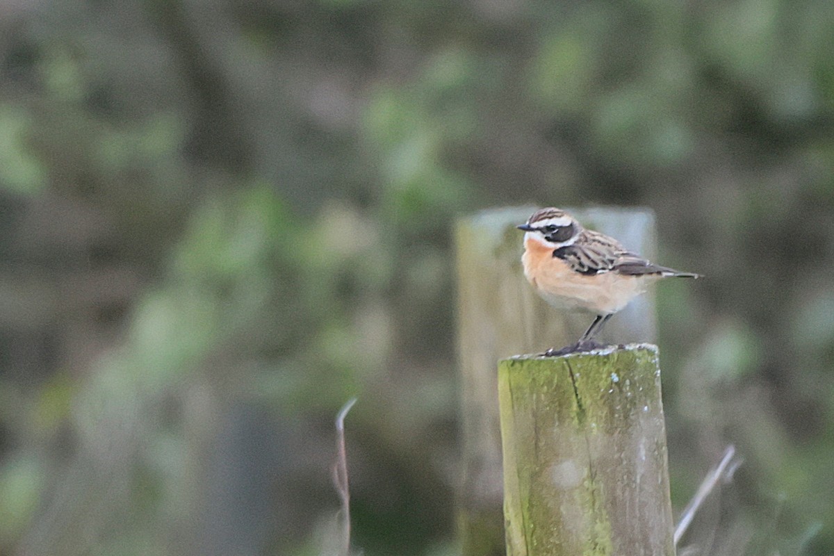 Braunkehlchen - ML570848821