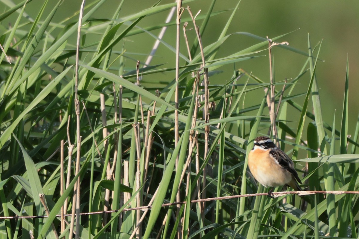 Whinchat - ML570848841