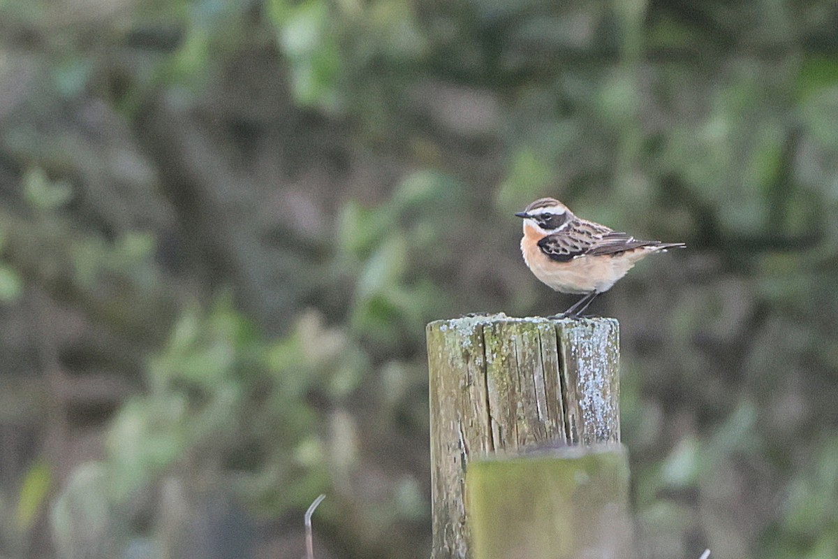 Whinchat - ML570848851