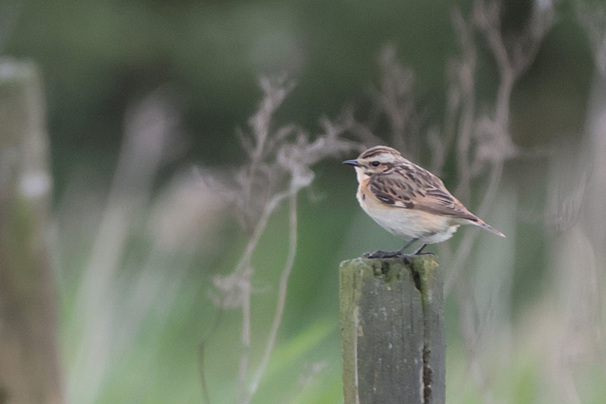 Whinchat - ML570848861