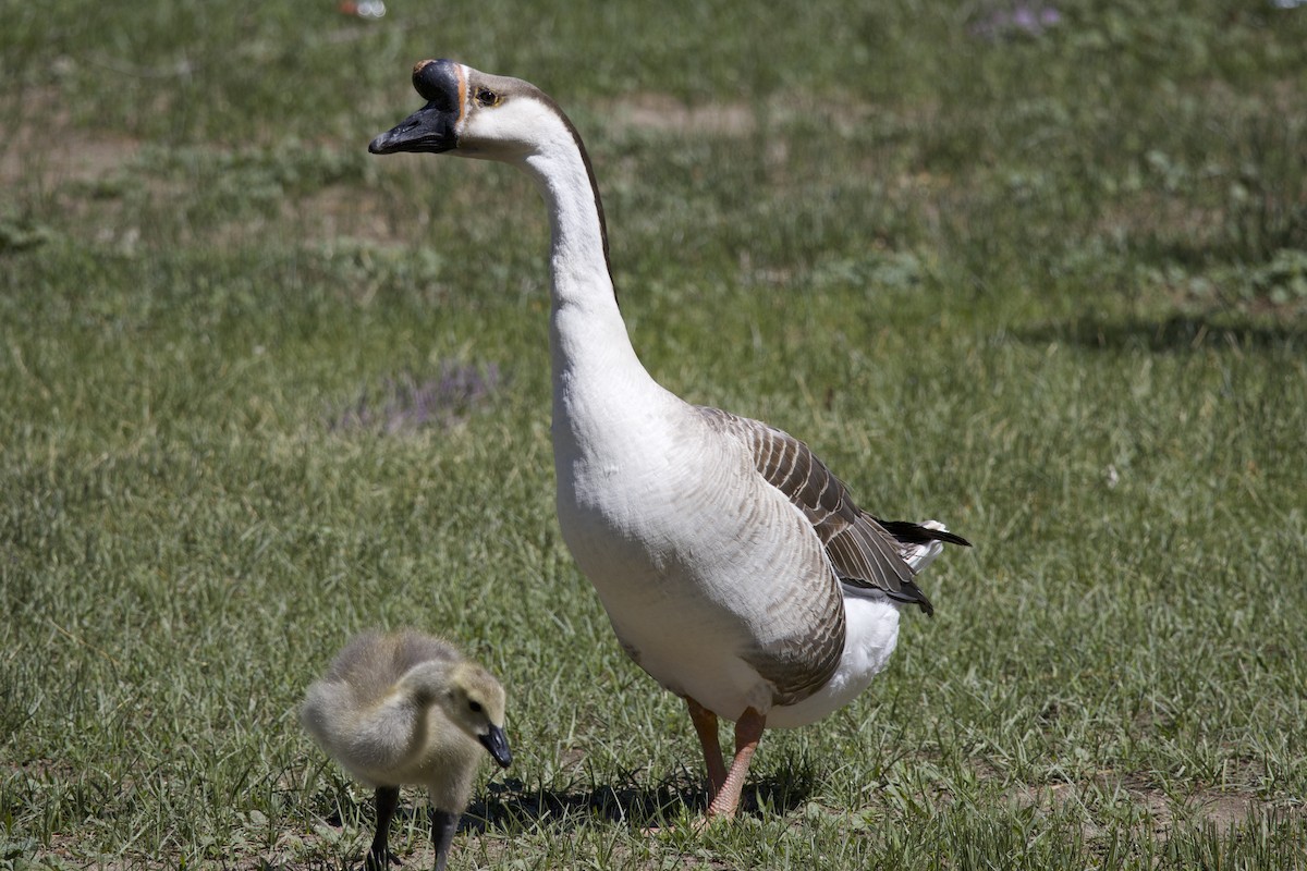Swan Goose (Domestic type) - Ken Pulvino