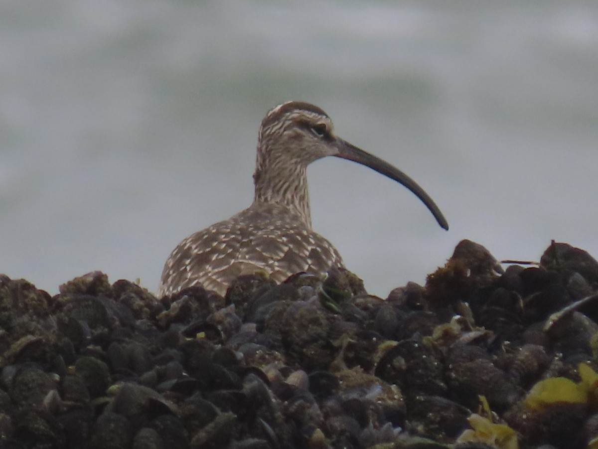 Whimbrel - ML570849661