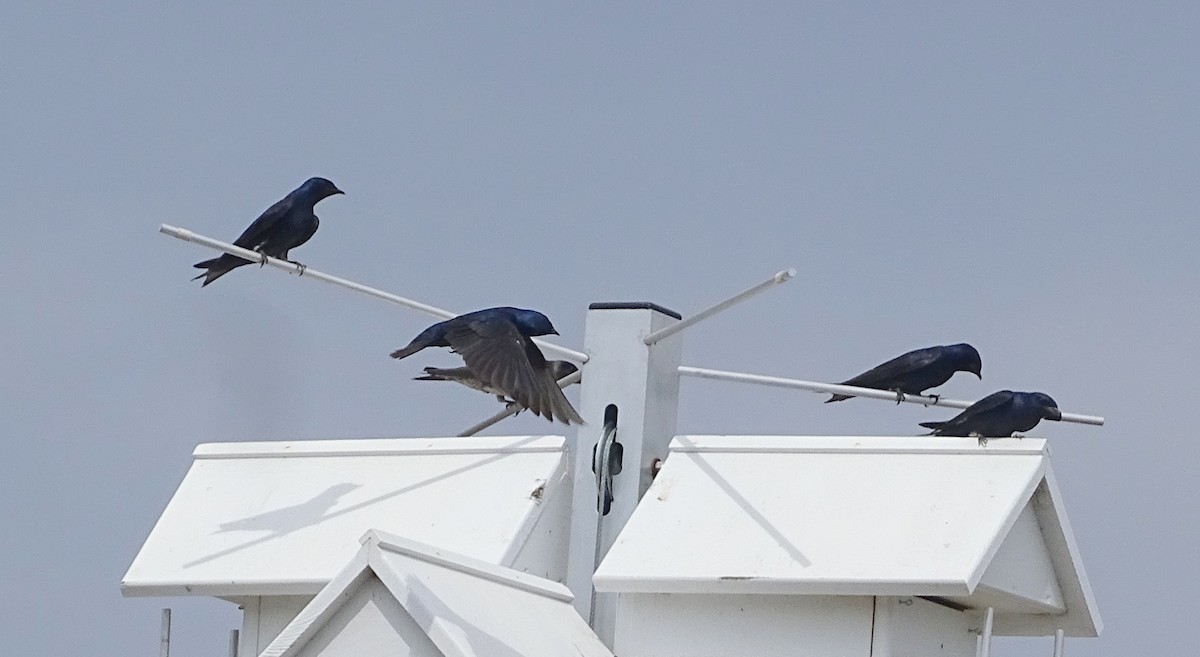 Purple Martin - ML570850431